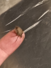 Halyomorpha halys