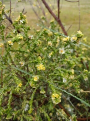 Thymelaea lythroides