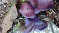Cortinarius archeri image
