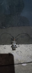 Batocera celebiana