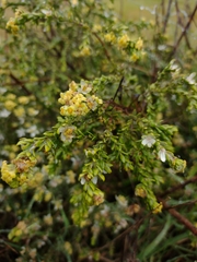 Thymelaea lythroides