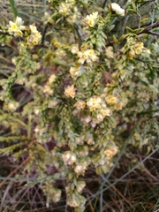 Thymelaea lythroides
