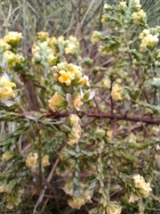 Thymelaea lythroides