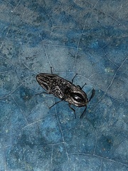 Neolycoreus goudotii