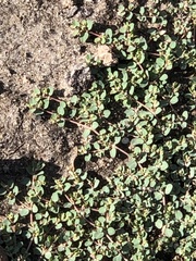Euphorbia serpens