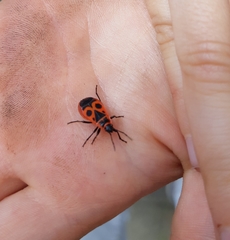 Pyrrhocoris apterus