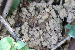 Pseudogagrella splendens