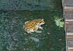 Duttaphrynus melanostictus