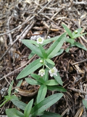 Moehringia macrophylla