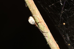 Prosoponoides sinense