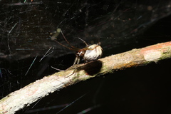 Prosoponoides sinense