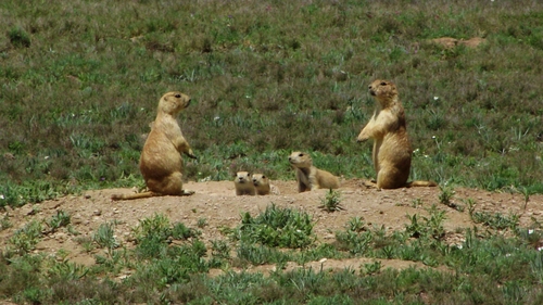 Mexican Prairie Dog