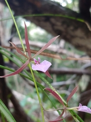 Encyclia bractescens