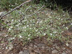 Cryptantha microstachys