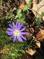 Anemonoides apennina