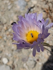 Xylorhiza