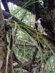 Encyclia bractescens