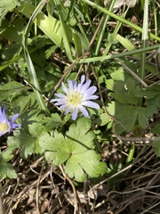 Anemonoides apennina