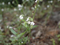 Cryptantha microstachys