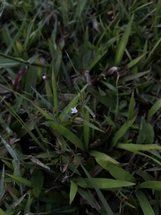 Scleromitrion brachypodum
