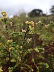 Thymelaea lythroides