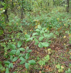 Rubus montanus
