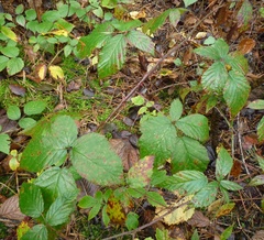 Rubus bertramii