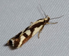 Epithymema incomposita