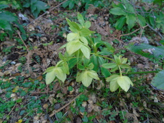 Helleborus cyclophyllus