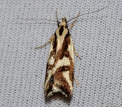Epithymema incomposita