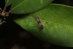 Schistophleps bipuncta