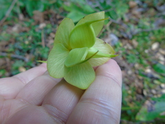 Helleborus cyclophyllus