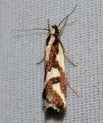 Epithymema incomposita
