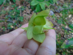 Helleborus cyclophyllus