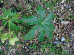 Helleborus cyclophyllus