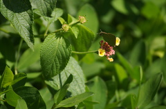 Cyanophrys herodotus