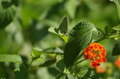 Cyanophrys herodotus