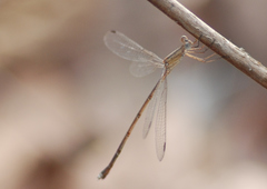 Lestes viridulus