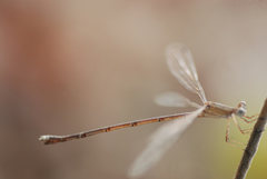 Lestes viridulus