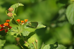 Cyanophrys herodotus