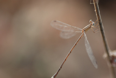 Lestes viridulus