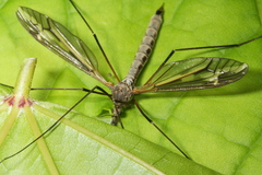 Tipula vittata