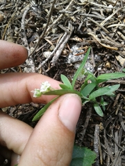 Moehringia macrophylla