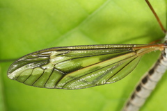 Tipula vittata