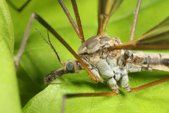 Tipula vittata