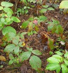 Rubus bertramii