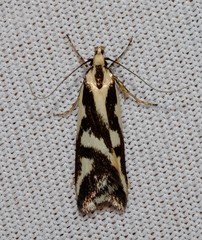 Epithymema incomposita