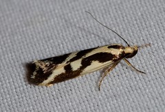 Epithymema incomposita