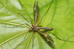 Tipula vittata