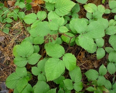 Rubus hirtus